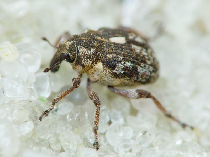 Rhinoncus pericarpius (Linnaeus, 1758)